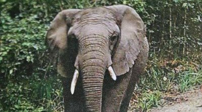 Knysna Elusive Elephant Knysna Elusive Elephant