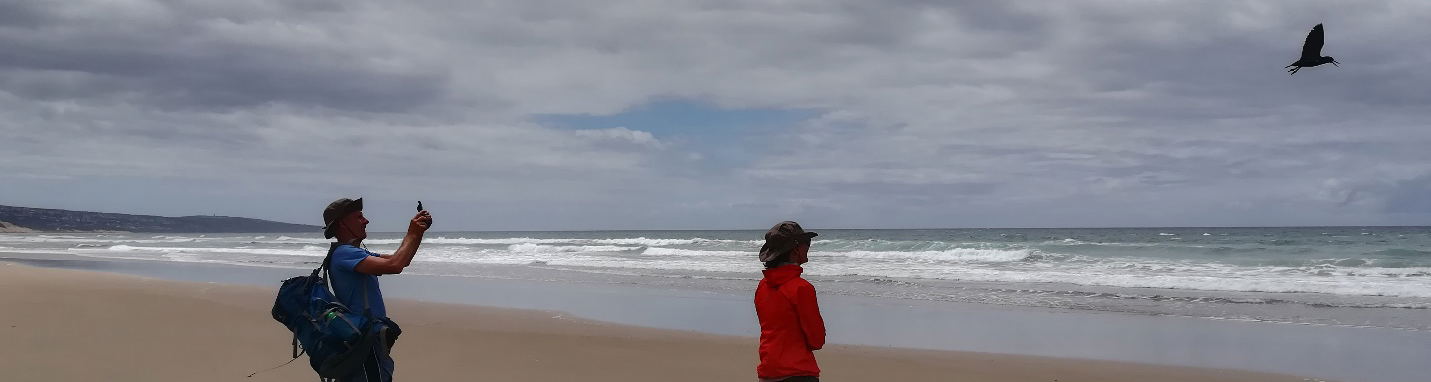 The Black Oystercatcher