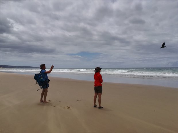 Hikers encountering the Black Oystercatchers