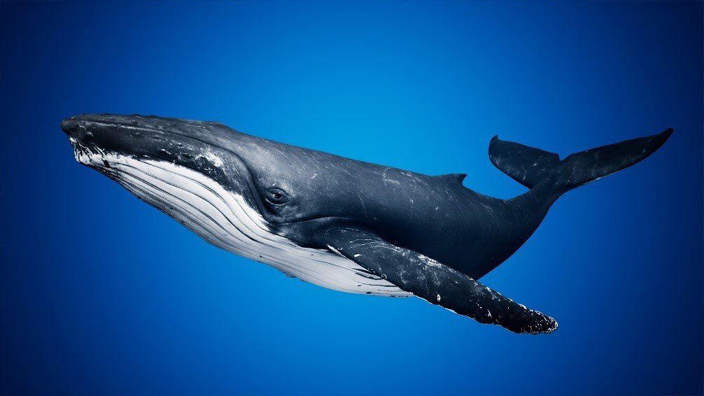 Humpback Whales