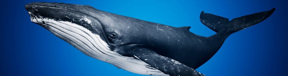 Humpback Whales