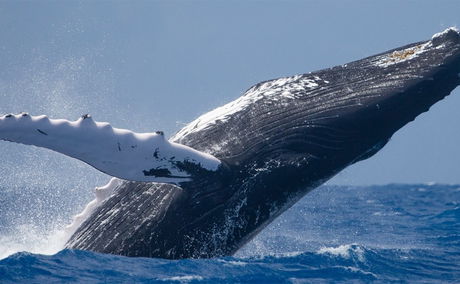 Humpback Whale breaching