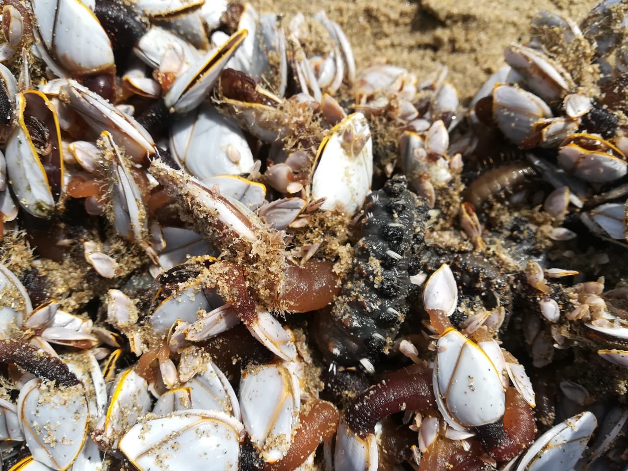 Goose Barnacles