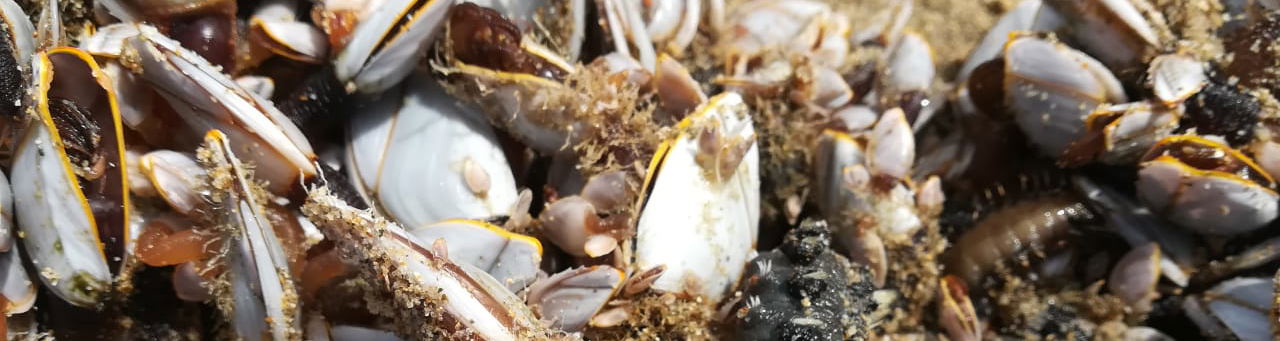 Goose Barnacles