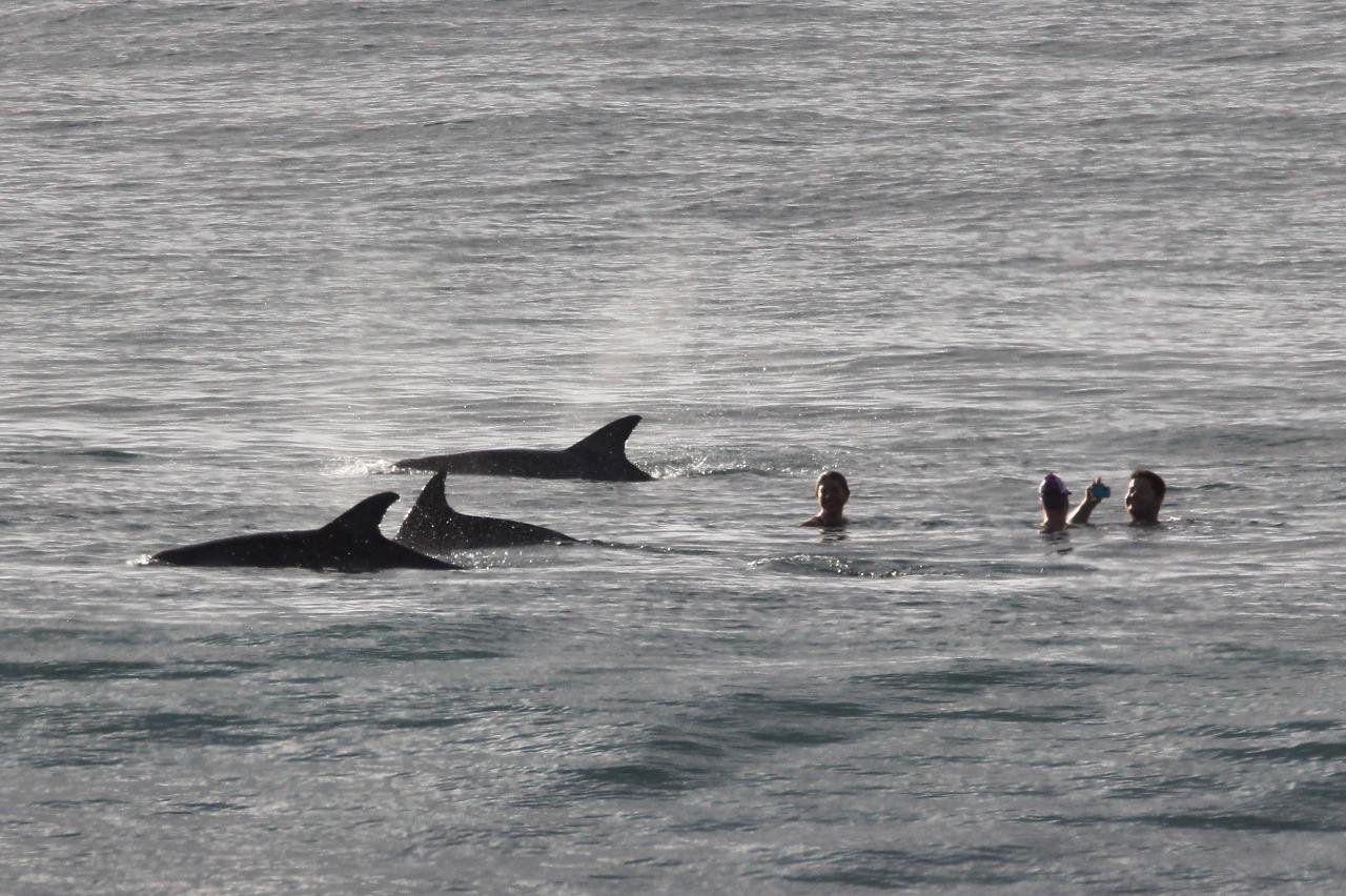 Swimming with dolphins