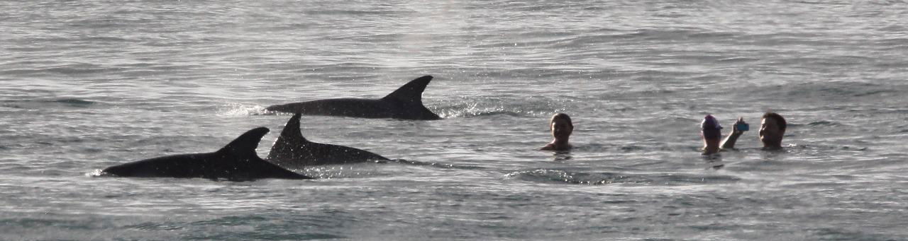 Swimming with dolphins