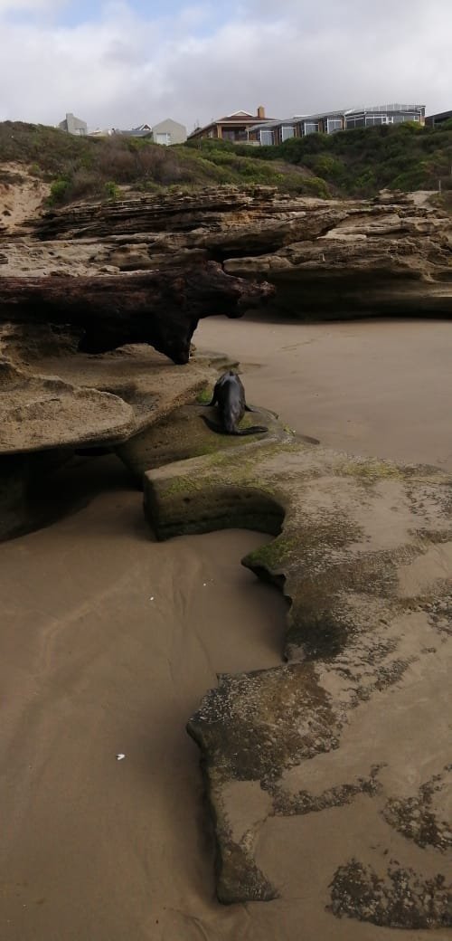 Seal