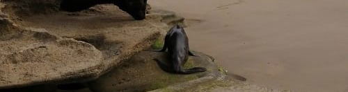 Seal