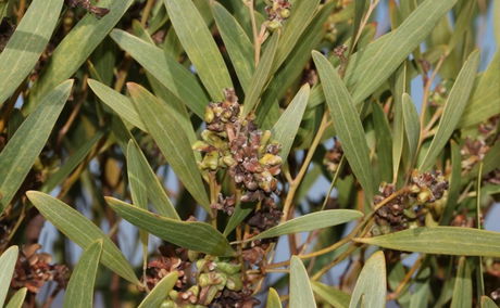 Acacia cyclops with midge gulls