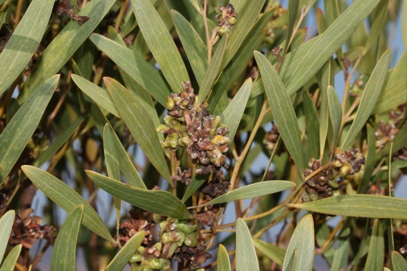 Acacia cyclops with midge gulls