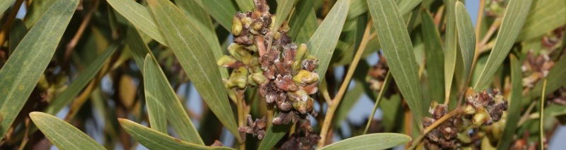 Acacia cyclops with midge gulls