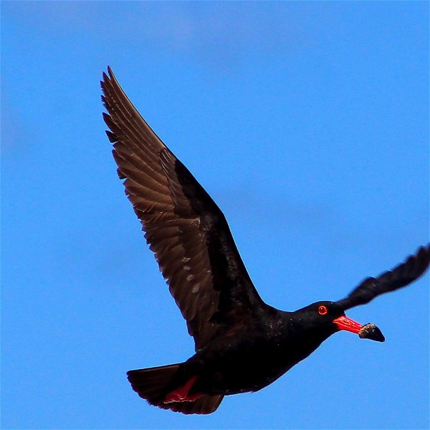 oystercatcher trail,, mossel bay, garden route, south africa, oster catcher, birding mossel bay