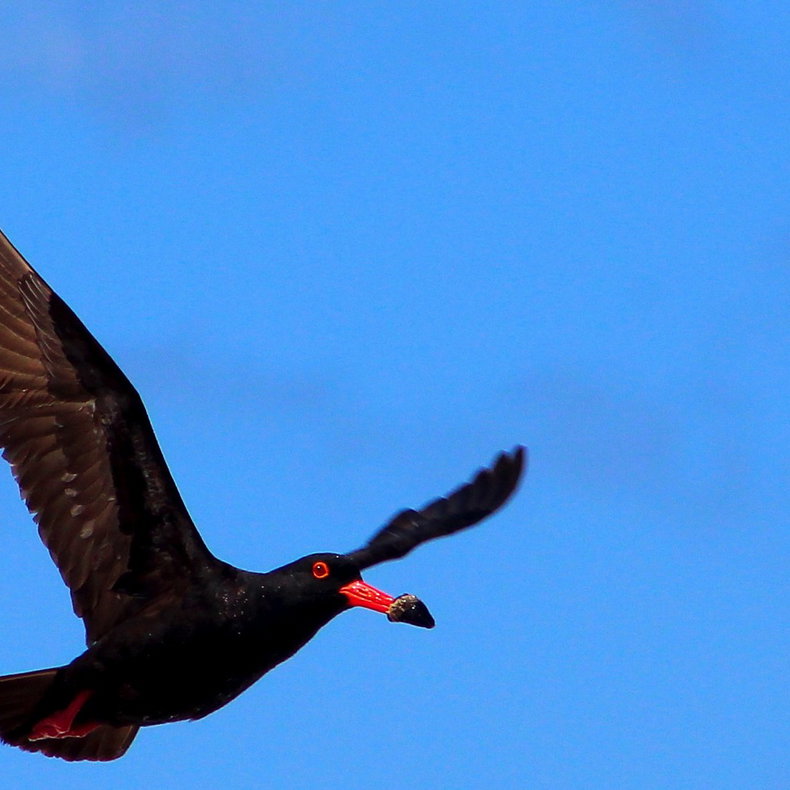 oystercatcher trail,, mossel bay, garden route, south africa, oster catcher, birding mossel bay