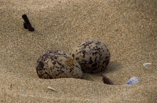 African oystercatcher eggs