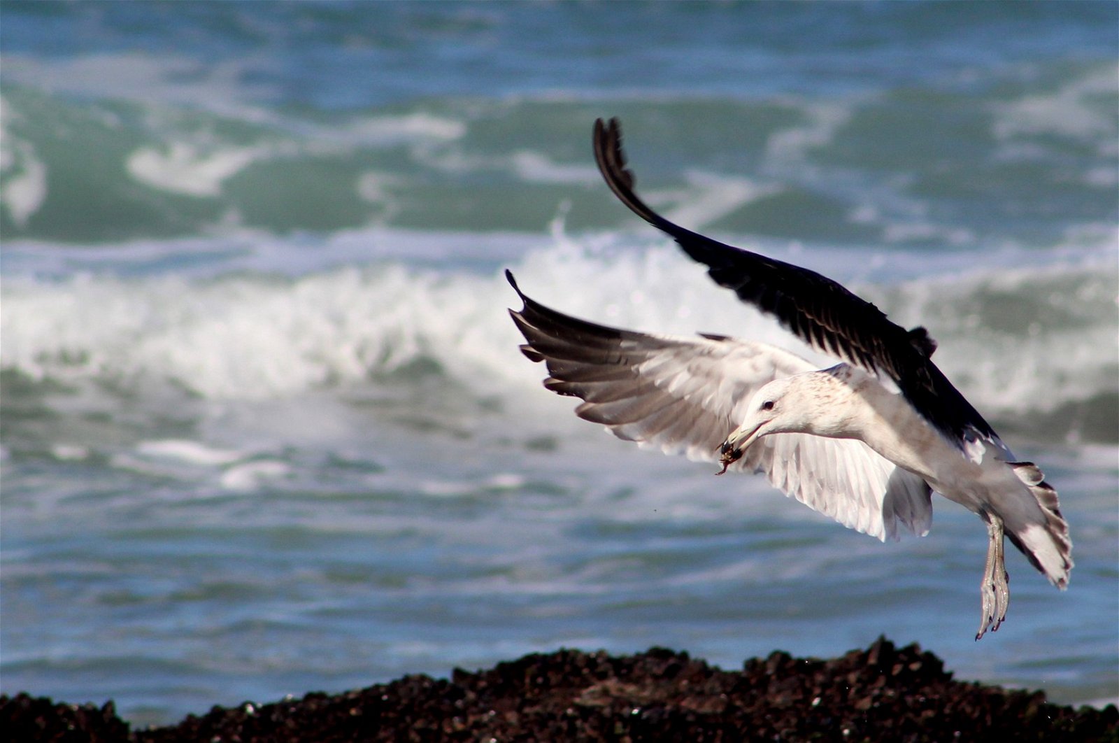 oystercatcher trail, mossel bay, garden route, south africa, oyster catcher, hiking mossel bay, slackpacking mossel bay, slack-packing mossel bay, staptoere mosselbaai