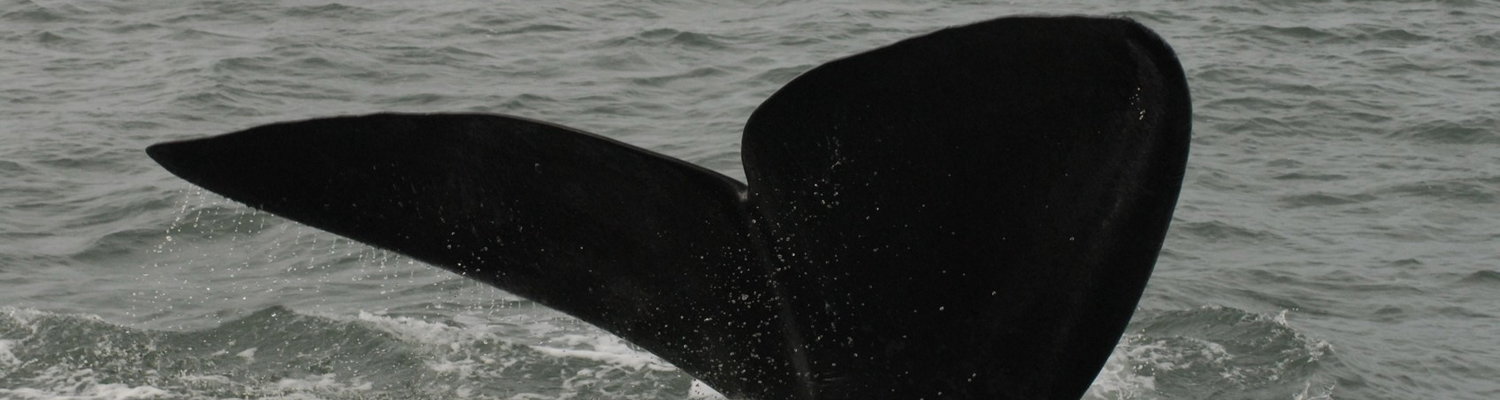 Whale tale