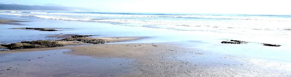 Plough snails on the beach