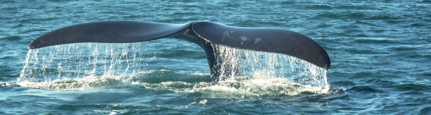 Whales