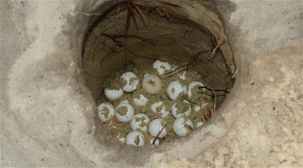 Green Turtle nest with eggs Green Turtle nest with eggs