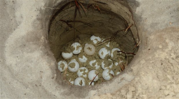 Green Turtle nest with eggs