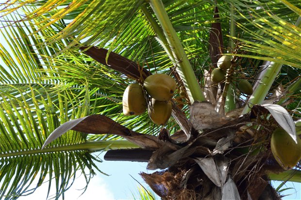 Coconuts at Kijongo Bay Resort