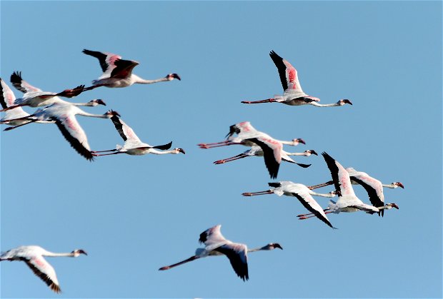 Greater flamingoes flying over Kijongo Bay Resort, Pangani, Tanzania