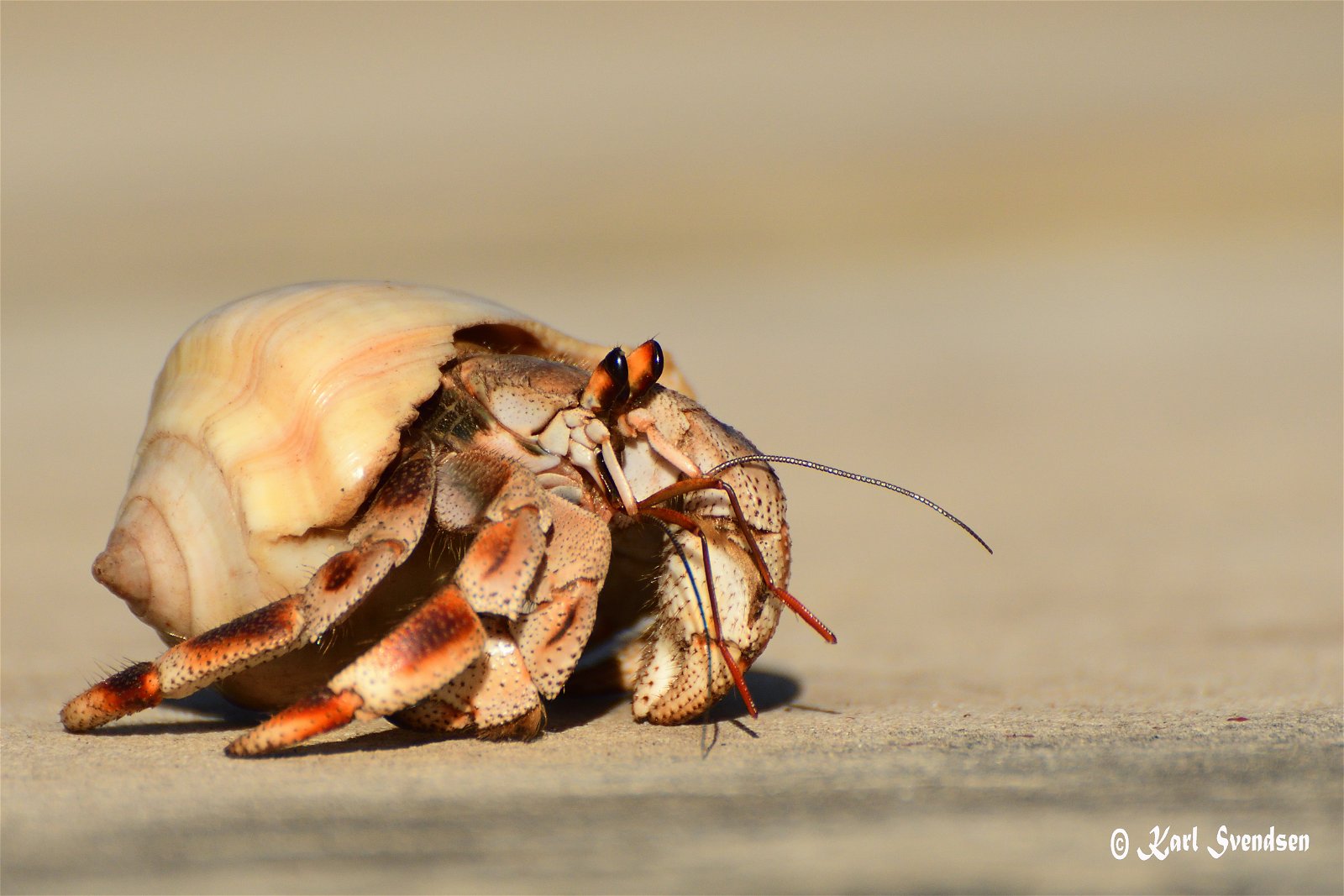 Ruggie Hermit Crab - Kijongo Bay