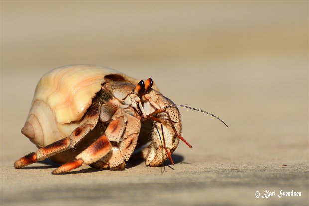 Ruggie hermit crab (Coenobita rugosus)