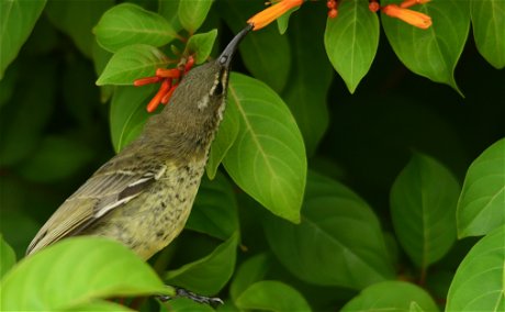 Sunbird drinking nectar 