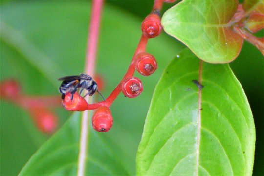 Flies also pollinate plants