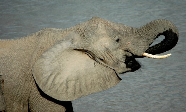Elephant at Saadani National Park, Tanzania
