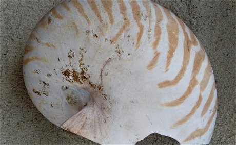 Nautilus shell found at Sange Beach, Pangani, Tanzania