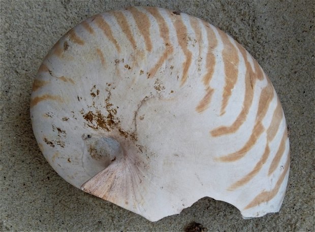 Nautilus shell found at Sange Beach, Pangani, Tanzania