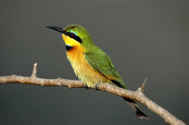 Little bee-eater (Merop pusillus) Kijongo Bay Resort