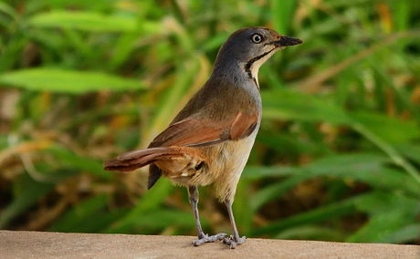 Palm thrush at Kijongo Bay Resort