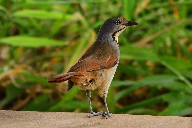 Palm thrush at Kijongo Bay Resort