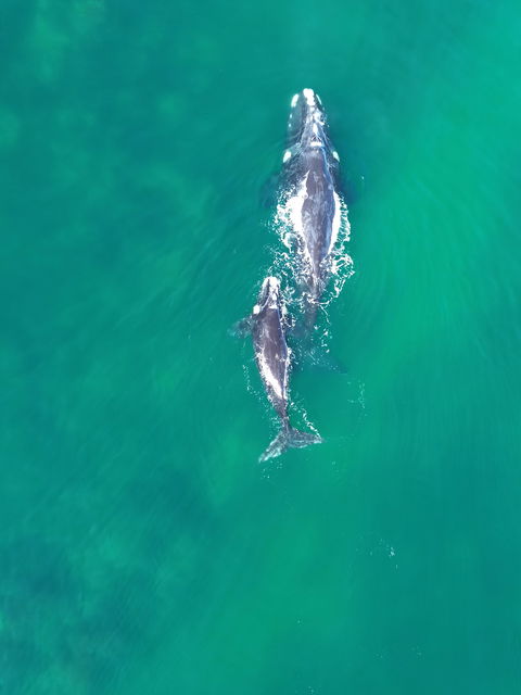 Whale Watching