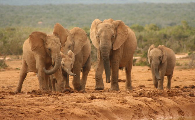 15-DAYS CAPE TO ADDO HIGHLIGHTS 