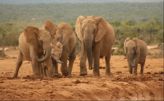 15-DAYS CAPE TO ADDO HIGHLIGHTS South Africa 15-DAYS CAPE TO ADDO HIGHLIGHTS South Africa