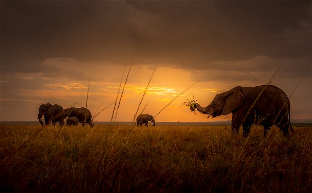 Kenya Elephant Kenya Elephant