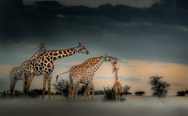 Giraffes in Namibia Giraffes in Namibia