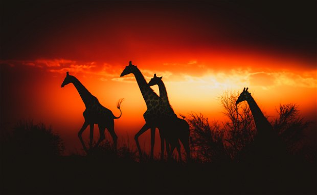 Giraffe Etosha Namibia Fly-in Safari Giraffe Etosha Namibia Fly-in Safari