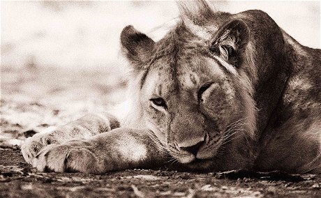 BOTSWANA GUIDED SAFARI