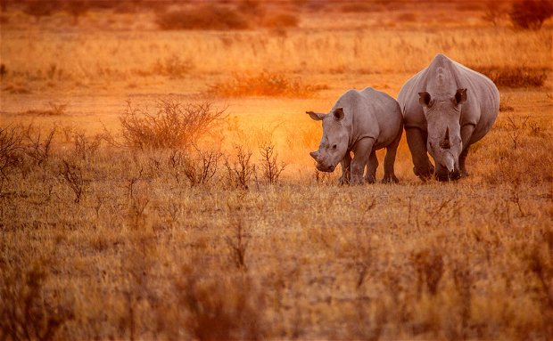 Rhino on Safari