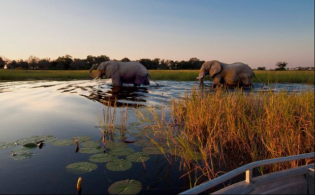 BOTSWANA SAFARI BOTSWANA SAFARI