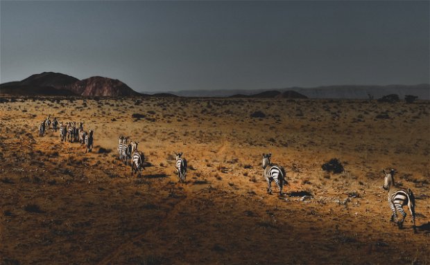 Zebras in Namibia