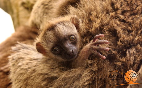 Brown Lemur, Baby Lemur, Oudtshoorn