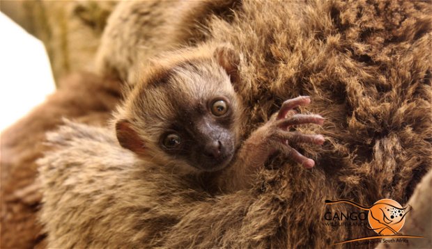 Brown Lemur, Baby Lemur, Oudtshoorn
