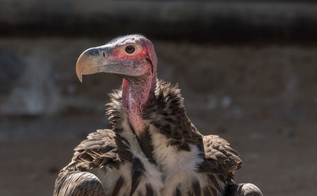 Lappet Faced Vulture