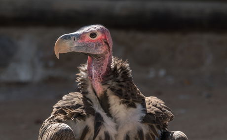 Lappet Faced Vulture Lappet Faced Vulture